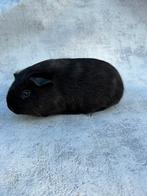 Cavia vrouwtje solid goudagouti, Cavia, Vrouwelijk, November, Tam