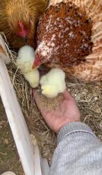 Zijdehoen kuikens, Dieren en Toebehoren, Pluimvee, Kip
