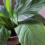 sanseveria, Huis en Inrichting, Kamerplanten, Ophalen of Verzenden