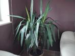 Plante intérieur Yucca, Huis en Inrichting, Kamerplanten, Groene kamerplant, Ophalen, Yucca, 100 tot 150 cm