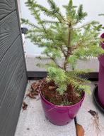 Sparretje in pot, Tuin en Terras, Ophalen, In pot