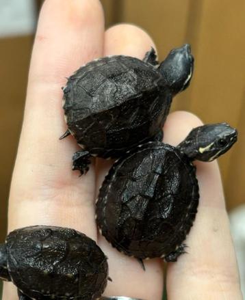 baby muskus schildpadden beschikbaar voor biedingen