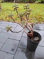 Vetplant Echeveria Harmsii,, Tuin en Terras, Planten | Tuinplanten, Volle zon, Vaste plant, Lente, Ophalen