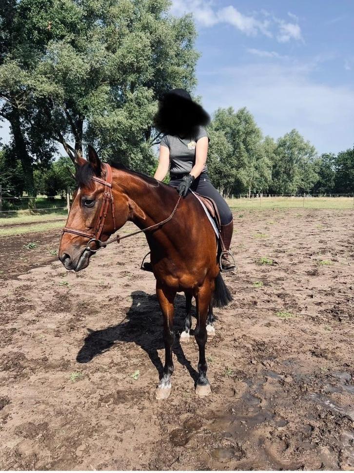 Bijzonder lieve ruin te koop, Animaux & Accessoires, Chevaux, Hongre, Débourré, 165 à 170 cm, 11 ans ou plus, Cheval de récréation