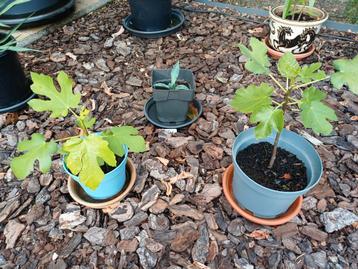 Vijgenboom 'Brown Turkey' beschikbaar voor biedingen