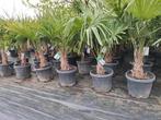 Trachycarpus fortunei : winterharde palmboom, En pot, Printemps, Enlèvement, Palmier