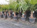 Trachycarpus fortunei : winterharde palmboom, In pot, Halfschaduw, Lente, Ophalen