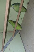 Catharina perruches vertes 2 couples et 1 petit/50€