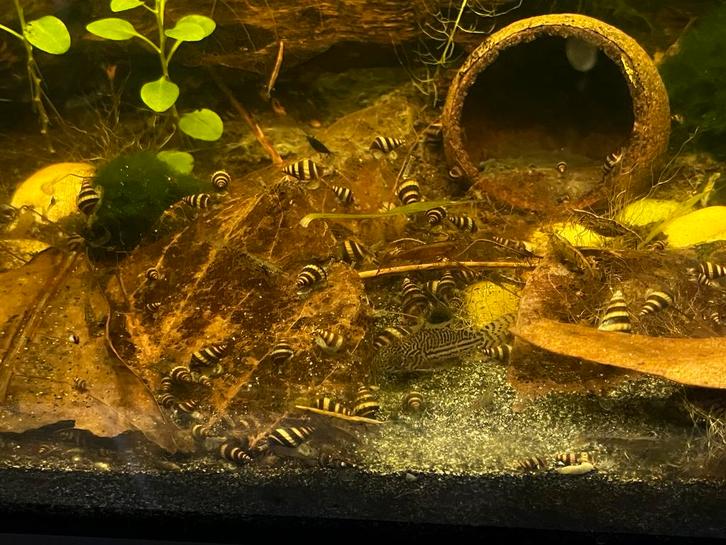 Slakken etende slak DRINGEND weg, Dieren en Toebehoren, Vissen | Aquariumvissen, Slak of Weekdier