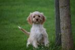 Cavapoo pups uit 2 nestjes te kiezen 💖💖💖, Dieren en Toebehoren, Honden | Niet-rashonden, België, 8 tot 15 weken, Meerdere, Meerdere dieren