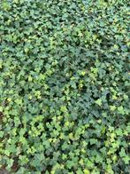 Hedera groot of kleinbladige, Tuin en Terras, Ophalen of Verzenden, Overige soorten, Haag, Minder dan 100 cm