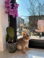 Lieve Rexdwerg in luchs, Dieren en Toebehoren, Konijnen, Mannelijk, Dwerg, 0 tot 2 jaar