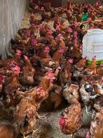 Hanen kippen, Dieren en Toebehoren