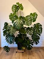 Prachtige Monstera Deliciosa + pot — bijna 2 meter hoog!, Huis en Inrichting, Ophalen, 200 cm of meer, Overige soorten, Halfschaduw