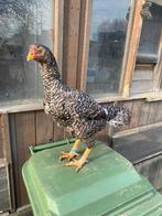 Shamo hen, Dieren en Toebehoren, Pluimvee