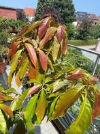 Avocado, Tuin en Terras, Bloeit niet, Overige soorten, 100 tot 250 cm, Ophalen
