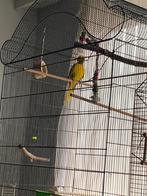 kakariki zonder kooi, Dieren en Toebehoren, Vogels | Parkieten en Papegaaien