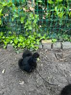 Zwarte zijdehoen kip, Kip, Vrouwelijk