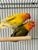 Agapornis koppel, Mannelijk, Geringd