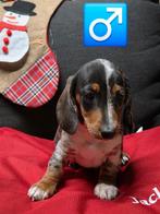 mooie korthaar teckel pups, Poils courts, Plusieurs, Belgique, Plusieurs animaux