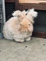 Angora konijn mannetje, Dieren en Toebehoren, Mannelijk, Groot, 0 tot 2 jaar