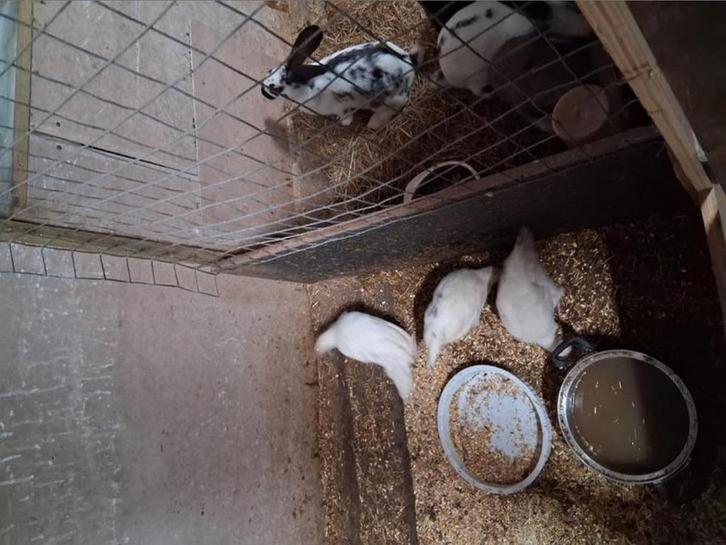 Halwas kippen, Dieren en Toebehoren, Pluimvee, Kip, Meerdere dieren