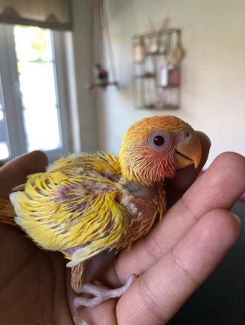 Dwergpapegaai om zelf handtam te maken, Dieren en Toebehoren, Vogels | Parkieten en Papegaaien, Dwergpapegaai of Agapornis, Geslacht onbekend