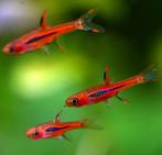 IK ZOEK rasbora brigittae/chili rasbora, Dieren en Toebehoren