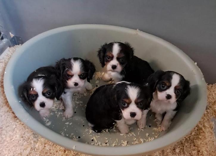 Cavalier king charles, Dieren en Toebehoren, Honden | Retrievers, Spaniëls en Waterhonden, Meerdere dieren, Spaniël, Fokker | Professioneel