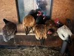 Raskippen te koop. Vorwerk. Lakenvelder. Barnevelder., Dieren en Toebehoren, Pluimvee, Vrouwelijk, Kip