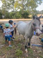 Betrouwbare 6 jarige B pony te koop., Dieren en Toebehoren, Pony's, Met stamboom, Ruin, Zadelmak, 3 tot 6 jaar