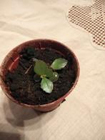 Kalanchoë, Huis en Inrichting, Kamerplanten, Ophalen