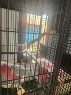 Perroquet Rosalbin, Ophalen, Zo goed als nieuw