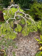 Bonsai den meer dan 25jaar oud., Tuin en Terras, Planten | Tuinplanten, Ophalen of Verzenden