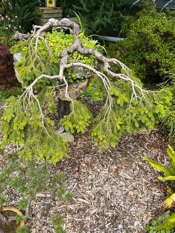 Bonsai den meer dan 25jaar oud., Tuin en Terras, Planten | Tuinplanten, Ophalen of Verzenden