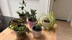 Set Kamerplantjes in caspot ( 6 stuks ), Ophalen