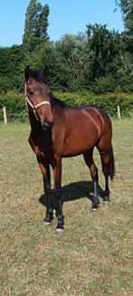 3 jarige lusitano, Hengst