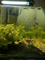 2 guppys femelles + bébés, Animaux & Accessoires, Poisson, Poisson d'eau douce