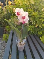 Mooie Orchidées, Ophalen