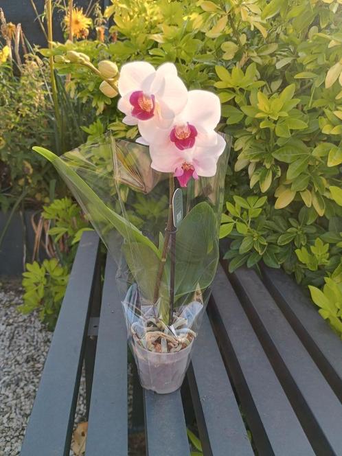 Mooie Orchidées, Huis en Inrichting, Kamerplanten, Ophalen
