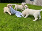 Lieve golden retriever pups, Dieren en Toebehoren, CDV (hondenziekte), Meerdere, Golden retriever, 8 tot 15 weken