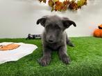 Duitse Herder pups, Dieren en Toebehoren, Honden | Herdershonden en Veedrijvers, België, 8 tot 15 weken, CDV (hondenziekte), Meerdere