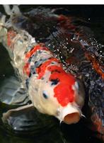 Koi, Dieren en Toebehoren, Vissen | Vijvervissen, Karper of Koi