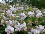 Geranium Biokovo, Ophalen