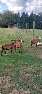 Jonge kameroenschapen rammen ideaal om mee verder te kweken.