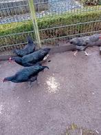 Mooien groote jersey giant hanen, Dieren en Toebehoren, Ophalen