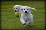 Golden Retriever pups, Dieren en Toebehoren, Golden retriever, België, CDV (hondenziekte), 8 tot 15 weken