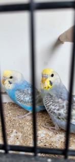 Grasparkieten 2025, Dieren en Toebehoren, Vogels | Parkieten en Papegaaien