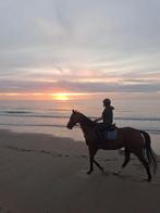Secret Pearl, Dieren en Toebehoren, Paarden, 160 tot 165 cm, 11 jaar of ouder, Recreatiepaard, Merrie