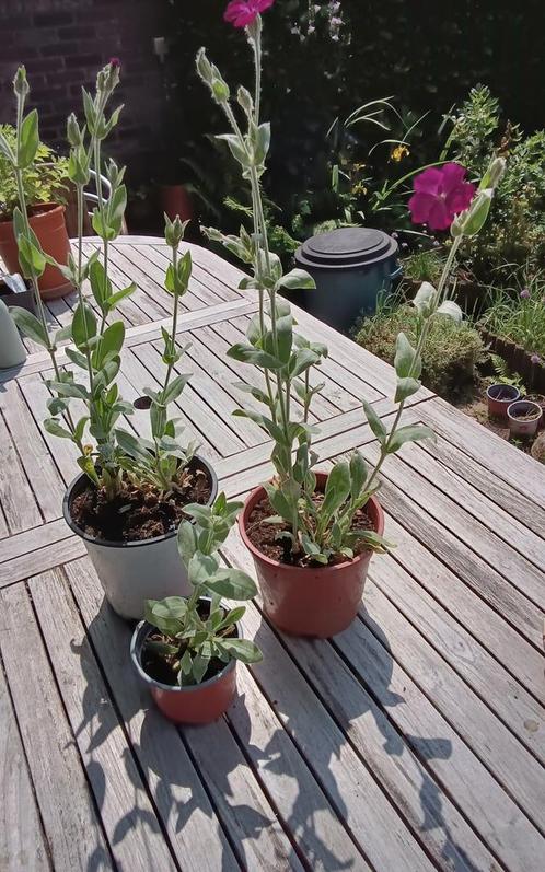 Prikneus, Mortsel, Tuin en Terras, Planten | Tuinplanten, Winter, Ophalen